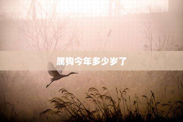 属狗今年多少岁了