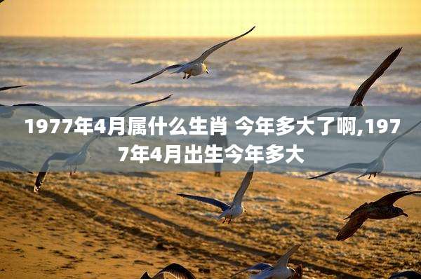 1977年4月属什么生肖 今年多大了啊,1977年4月出生今年多大