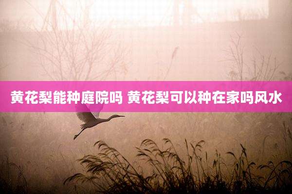 黄花梨能种庭院吗 黄花梨可以种在家吗风水