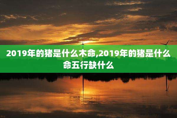 2019年的猪是什么木命,2019年的猪是什么命五行缺什么