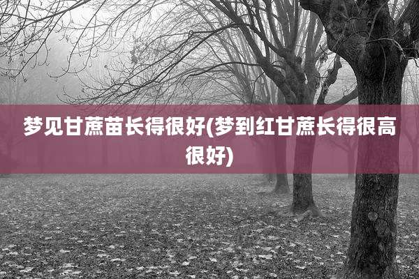 梦见甘蔗苗长得很好(梦到红甘蔗长得很高很好)