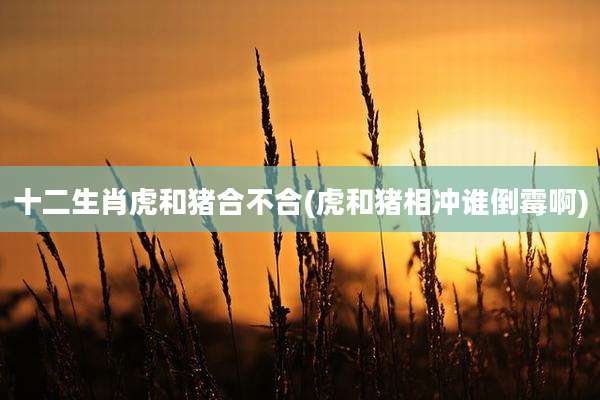 十二生肖虎和猪合不合(虎和猪相冲谁倒霉啊)