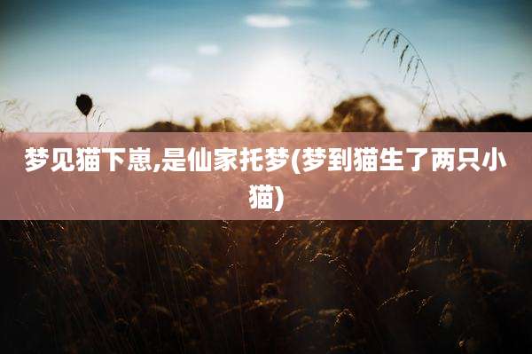 梦见猫下崽,是仙家托梦(梦到猫生了两只小猫)