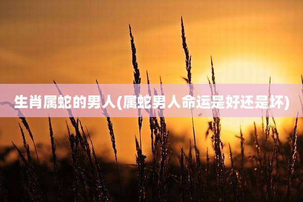 生肖属蛇的男人(属蛇男人命运是好还是坏)