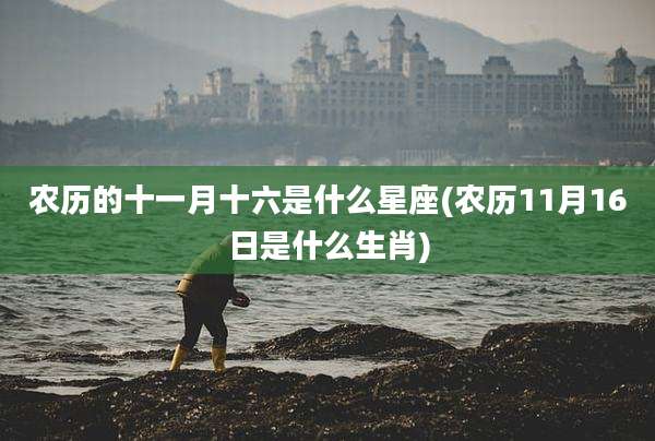 农历的十一月十六是什么星座(农历11月16日是什么生肖)
