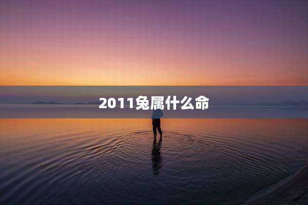 2011兔属什么命