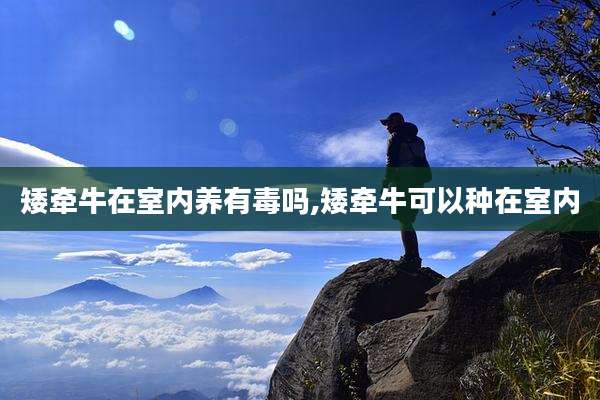 矮牵牛在室内养有毒吗,矮牵牛可以种在室内