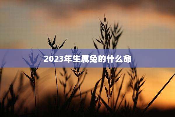 2023年生属兔的什么命