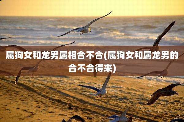 属狗女和龙男属相合不合(属狗女和属龙男的合不合得来)