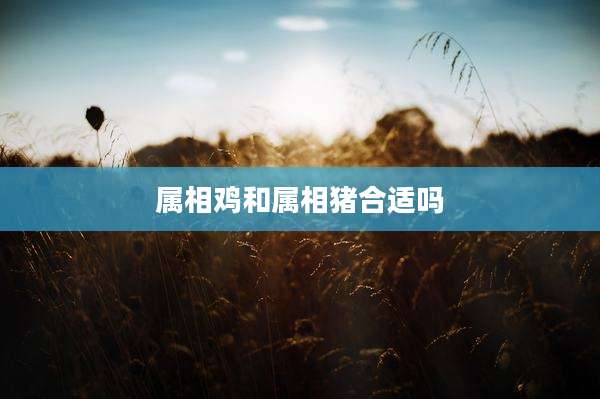 属相鸡和属相猪合适吗