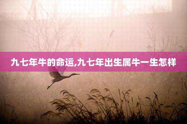 九七年牛的命运,九七年出生属牛一生怎样