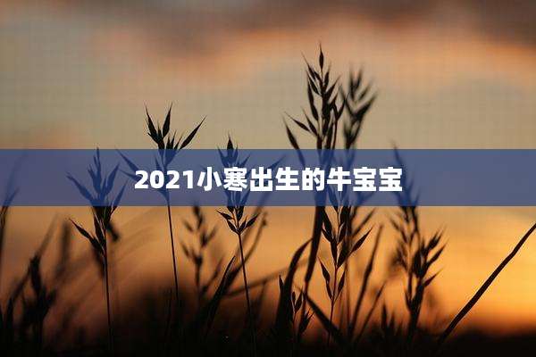 2021小寒出生的牛宝宝