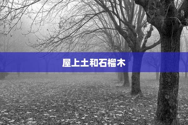 屋上土和石榴木