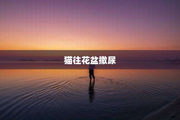 猫往花盆撒尿