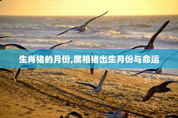 生肖猪的月份,属相猪出生月份与命运