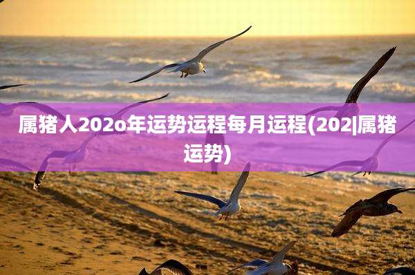 属猪人202o年运势运程每月运程(202|属猪运势)