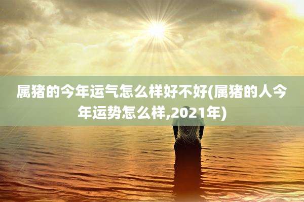 属猪的今年运气怎么样好不好(属猪的人今年运势怎么样,2021年)