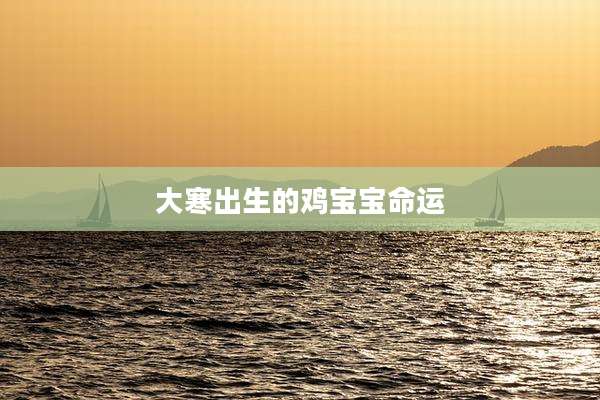 大寒出生的鸡宝宝命运