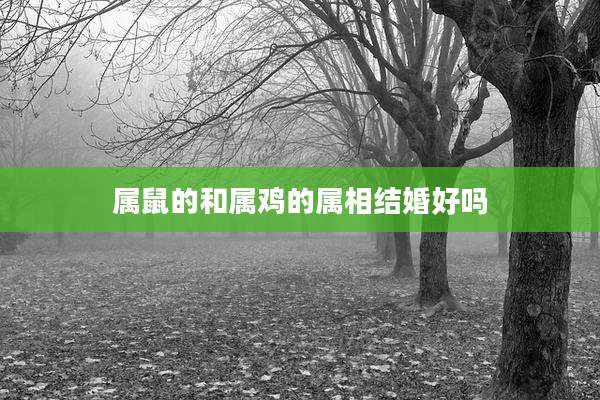 属鼠的和属鸡的属相结婚好吗