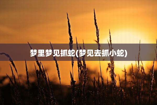 梦里梦见抓蛇(梦见去抓小蛇)