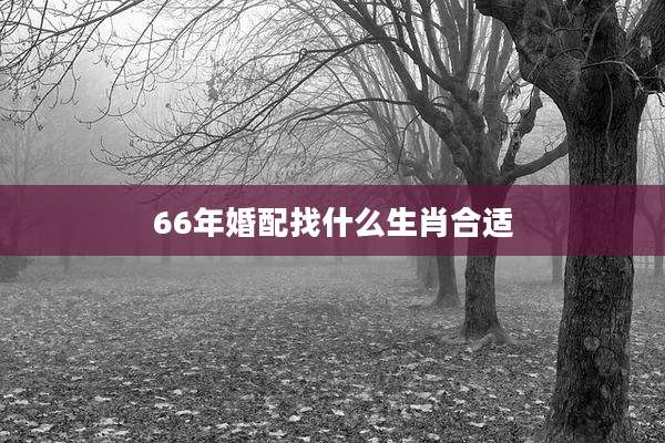 66年婚配找什么生肖合适