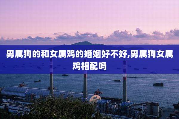 男属狗的和女属鸡的婚姻好不好,男属狗女属鸡相配吗