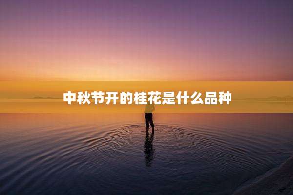中秋节开的桂花是什么品种