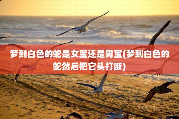 梦到白色的蛇是女宝还是男宝(梦到白色的蛇然后把它头打断)