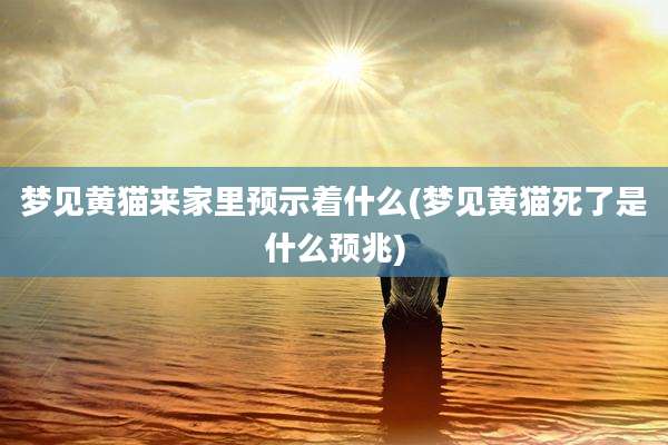 梦见黄猫来家里预示着什么(梦见黄猫死了是什么预兆)