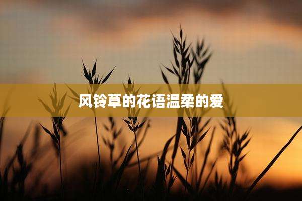 风铃草的花语温柔的爱