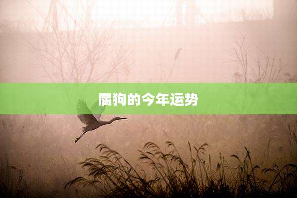 属狗的今年运势