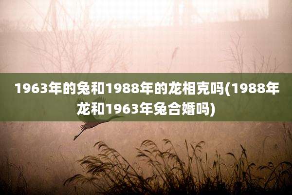 1963年的兔和1988年的龙相克吗(1988年龙和1963年兔合婚吗)