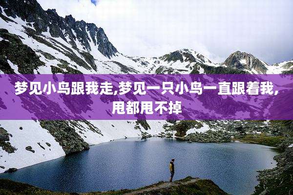 梦见小鸟跟我走,梦见一只小鸟一直跟着我,甩都甩不掉