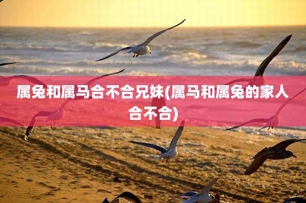 属兔和属马合不合兄妹(属马和属兔的家人合不合)