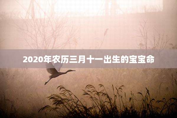 2020年农历三月十一出生的宝宝命