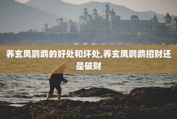 养玄凤鹦鹉的好处和坏处,养玄凤鹦鹉招财还是破财