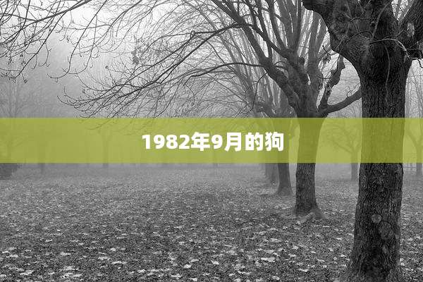 1982年9月的狗