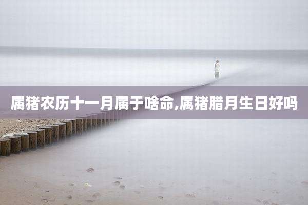 属猪农历十一月属于啥命,属猪腊月生日好吗
