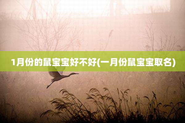 1月份的鼠宝宝好不好(一月份鼠宝宝取名)