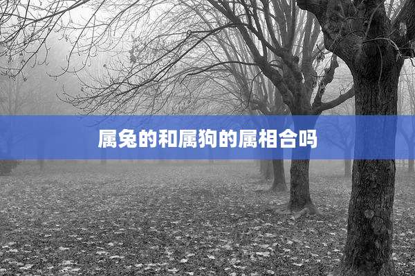 属兔的和属狗的属相合吗
