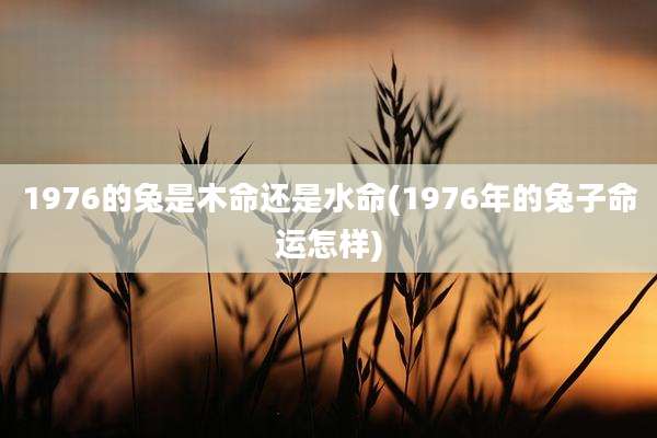 1976的兔是木命还是水命(1976年的兔子命运怎样)