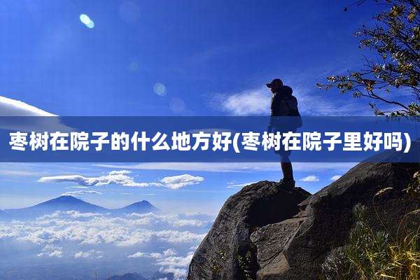 枣树在院子的什么地方好(枣树在院子里好吗)