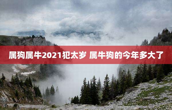 属狗属牛2021犯太岁 属牛狗的今年多大了