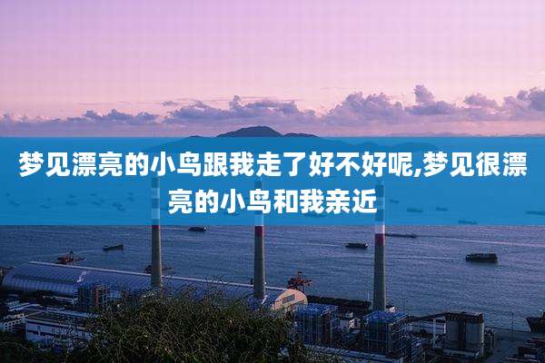 梦见漂亮的小鸟跟我走了好不好呢,梦见很漂亮的小鸟和我亲近