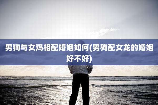 男狗与女鸡相配婚姻如何(男狗配女龙的婚姻好不好)