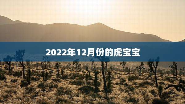 2022年12月份的虎宝宝