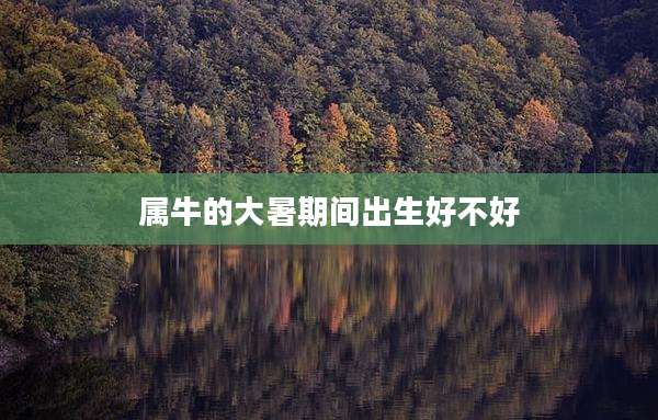 属牛的大暑期间出生好不好