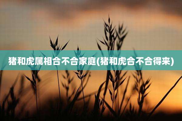猪和虎属相合不合家庭(猪和虎合不合得来)