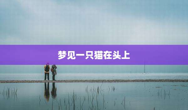 梦见一只猫在头上