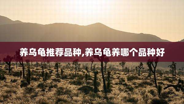 养乌龟推荐品种,养乌龟养哪个品种好